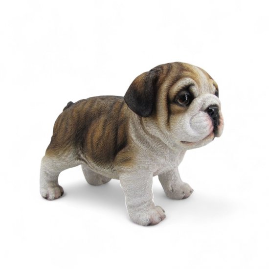 Shar-Pei - zum Schließen ins Bild klicken