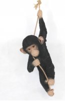 Schimpanse hängend