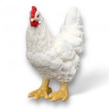 Henne, weiß