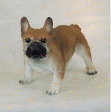 Franz. Bulldogge