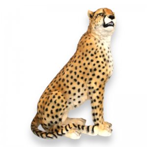 Gepard sitzend