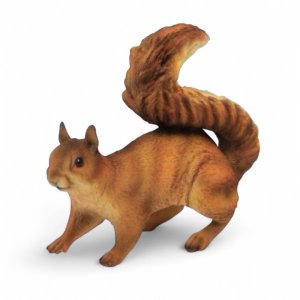 Eichhörnchen