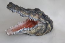 Krokodil Kopf