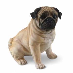Mops sitzend