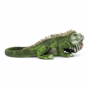 Leguan groß