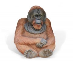 Orang Utan sitzt