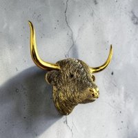 Highland Cattle Kopf