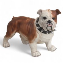 Engl. Bullgogge stehend
