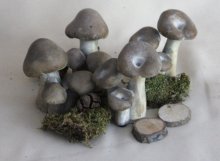 Pilz 4-er Set
