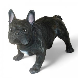 Franz. Bulldogge schwarz