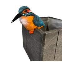 Eisvogel Kantenhocker