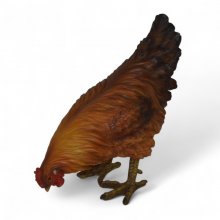 Henne pickend