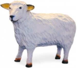 Schaf