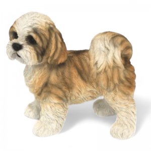 Shih Tzu Welpe stehend