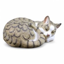 Katze schlafend