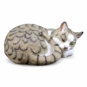 Katze schlafend