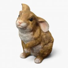 Hase