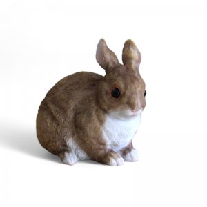 Hase