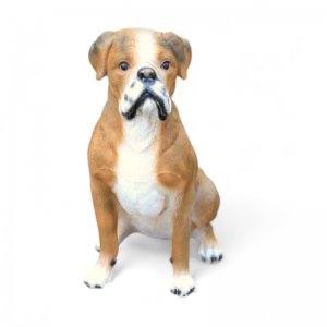 Boxer sitzend