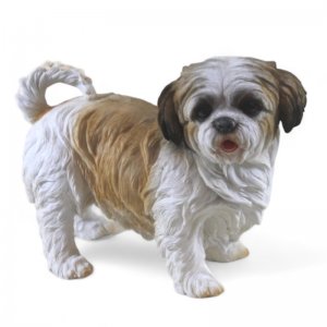 Shih Tzu stehend