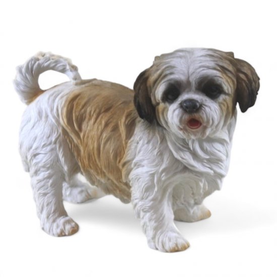 Shih Tzu stehend - zum Schließen ins Bild klicken