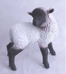 Schaf stehend, Kopf nach hinten