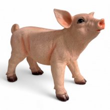 Schwein stehend