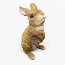 Hase