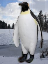 Pinguin Maxi