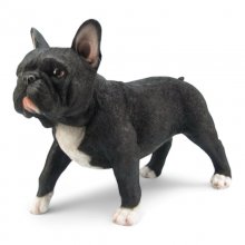 Franz. Bulldogge stehend