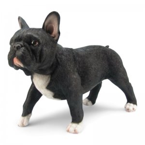 Franz. Bulldogge stehend