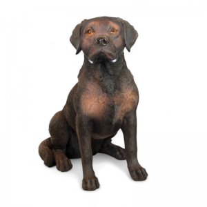 Labrador, braun