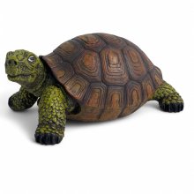Schildkröte