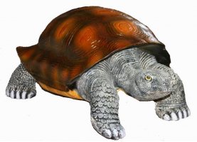 Schildkröte riesig