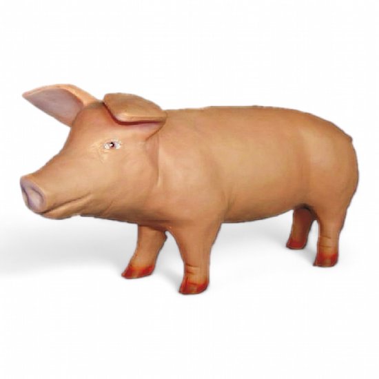 Ferkel Kopf rechts - zum Schließen ins Bild klicken