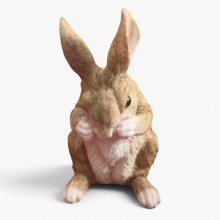 Hase
