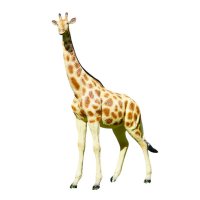 Giraffe stehend
