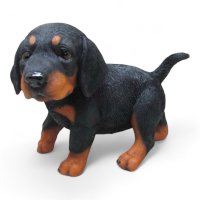 Dackel Welpe stehend