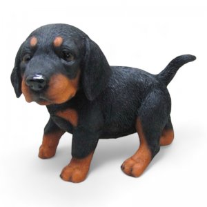 Dackel Welpe stehend