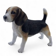 Beagle stehend