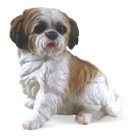 Shih Tzu sitzend