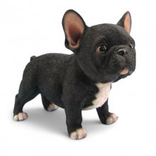 Franz. Bulldogge stehend