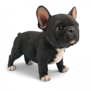 Franz. Bulldogge stehend