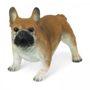 Franz. Bulldogge