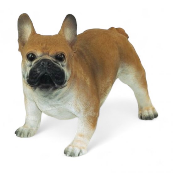 Franz. Bulldogge - zum Schließen ins Bild klicken