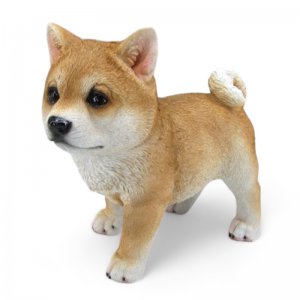 Shiba Inu stehend