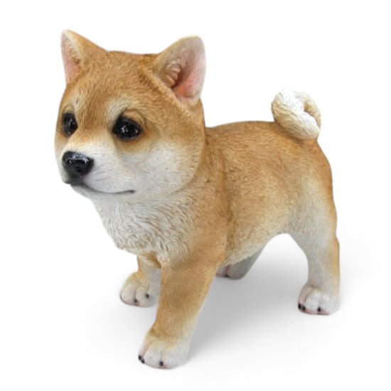 Shiba Inu stehend - zum Schließen ins Bild klicken