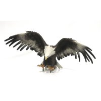 Adler fliegend