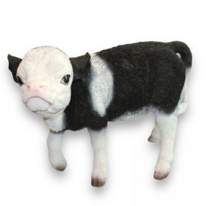 Kalb stehend Kopf hoch