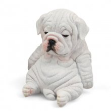 Bullgogge sitzend weiss
